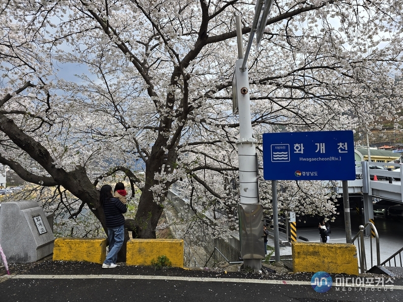 화개천이 섬진강에 합류하는 지점에 놓인 화개교에 벚꽃이 만개해 있다.(김진 기자) 