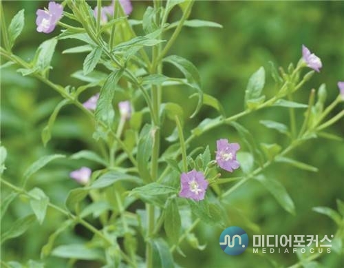 큰바늘꽃(국립낙동강생물자원관)