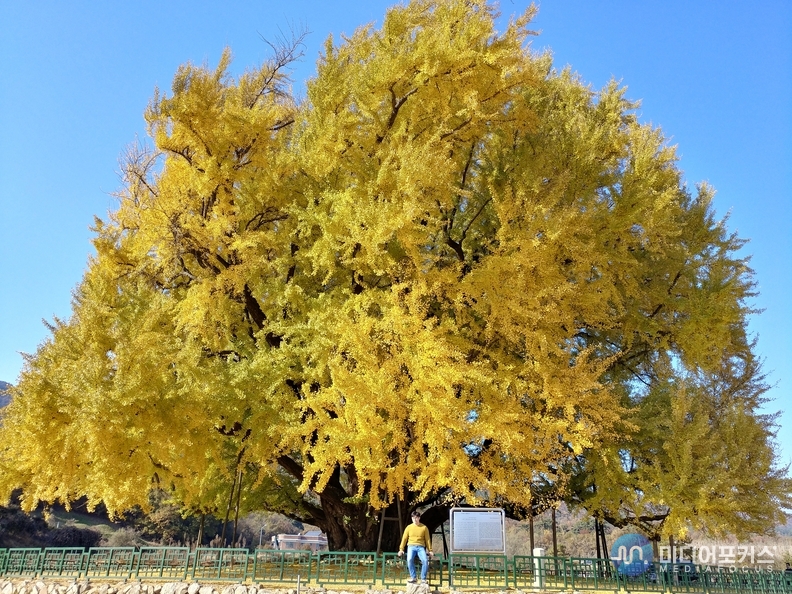 원주 반계리 은행나무 (미디어포커스)