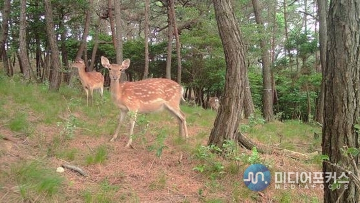 ‘꽃사슴’ 유해야생동물로 지정된다