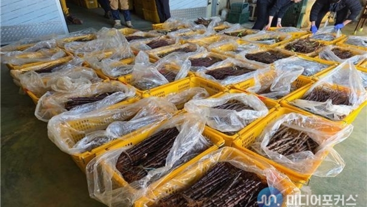 '여의도 1.4배 규모' 중국 사과 묘목 밀수 일당 16명 적발