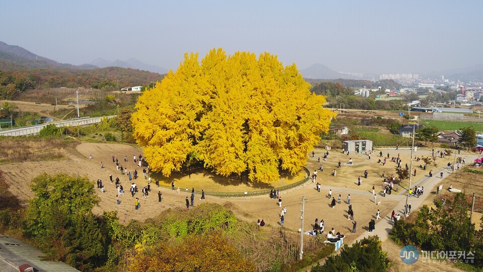 반계리 은행나무 전경(원주시) 반계리 은행나무 전경(원주시)