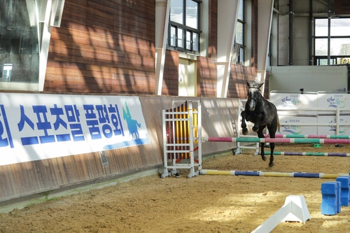 승마대회 모습한국(마사회)